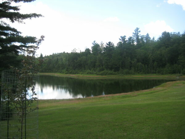 Calm lake surrounded by trees and greenery