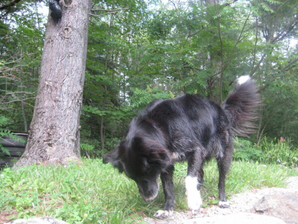 Black dog in forest near tree